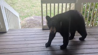 First Bears of the Year!