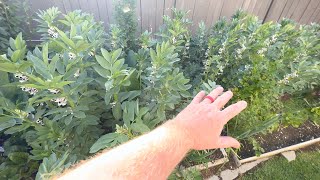 Removing Nitrogen Fixing Plants For Garlic!