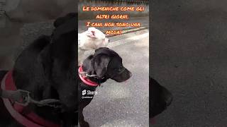 i cani non sono una moda #cani #cane #shorts #moda #passeggiata #corsa #dogo #labrador #divertimento