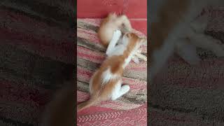 Morning Fresh Up By Kitties #adorable #cutecat #lovely #cutekitty #happy #enjoyment #fresh #shorts