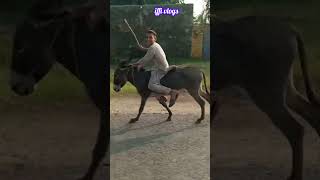 Donkey Race # Boy Entertainment #subscribe