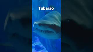 Aquário de Ubatuba: TUBARÃO