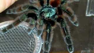 Greenish Avicularia versicolor