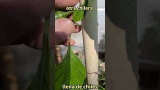 otra chilera llena de chiles