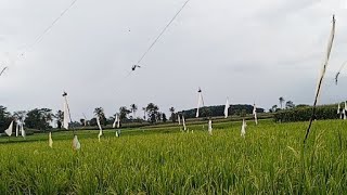 Menikmati indahnya pemandangan sawah dan jagain padi dari burung