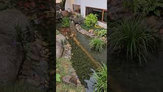 #fish #fishpond #koifish #decoration #happy #nature #beaitiful #shorts