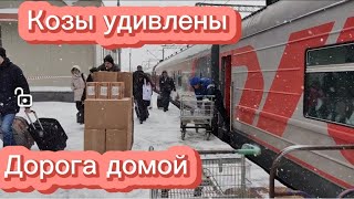 КОЗЫ УДИВЛЕНЫ. ДОРОГА ДОМОЙ .