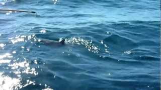 Maximus Sportfishing Mako Shark