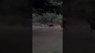 Bradgate Park ,Leicester,uk .”some times  roaming in nature make you light hearted “❤️❤️