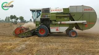 Wheat harvesting is not complete due to moisture in the season| class dominator 88s|