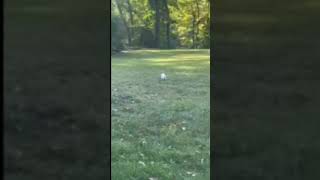 🐿"Rare Albino Squirrel Dashes Through the Grass!"🐿#Squirrel Party