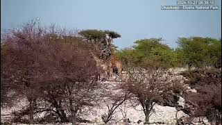 Angolan Giraffes ( giraffa camelopardalis angolensis ) browsing at Okaukuejo Waterhole