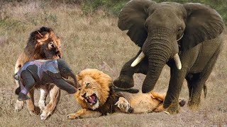 Elefantenherde Streitet Löwe, Um Ihr Baby Zu Schützen Lion Attack Elephant, Hyänen, Wilder Hund