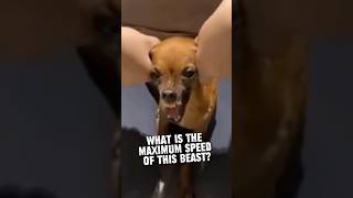 FUNNIEST VIDEOS ON THE INTERNET, PART 30 #usafunnyvideo #funny #funnyanimals