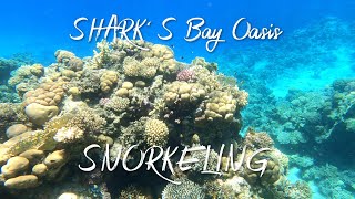 SNORKELING/ SHARK'S BAY OASIS/ Коралловый риф #snorkeling #sharmelsheikh #sharksbayoasis #egypt