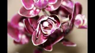 Цветение  Орхидеи Фаленопсис /    Flowering Phalaenopsis timelapse