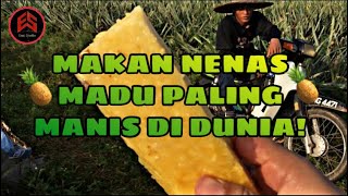 CARA TANAM DAN MAKAN NENAS MADU VIRAL MD2 DI LADANG SEBESAR 80 EKAR