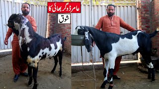 Amritsari Ablak Goats & Kajlay Chatray Of Amir Dogar Lahore 2023