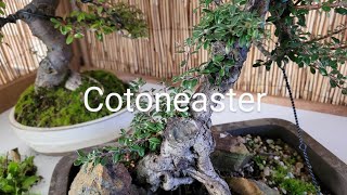 Cotoneaster, the Bacon sandwich of Bonsai