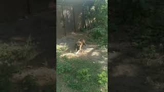 Дворовая Жучка🐕жалобно поскуливая  пыталась рассказать ХОЛЛИ🐕, как классно самой бегать по улицам.