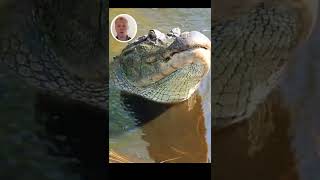 Gator Growl | Joe Reviews Animals