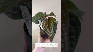 Anthurium Luxurians x Radicans