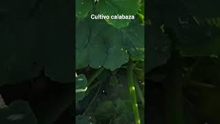 cultivo de calabaza