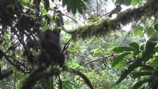 Mountain Gorillas from the Rushegura group