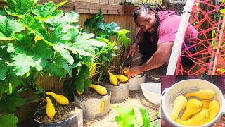 How to Grow squash from seeds to harvest in container at home (No Backyard garden