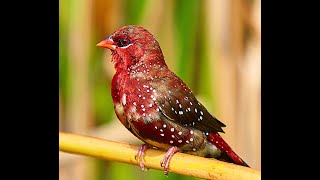 Strawberry Finch sweet calls, waterbath and preening | Rare & beautiful Finch, Red Munia or Avadavat