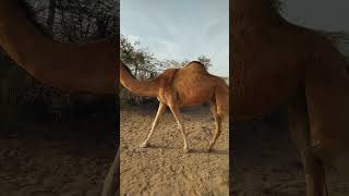 Camel Viral Video