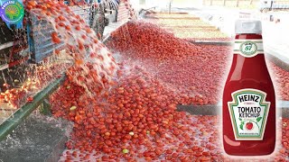 How Factories Make Tomato Ketchup - Inside Tomato Harvesting and Processing with Modern Technology