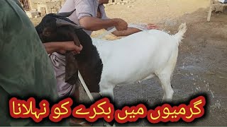 Garmyon me bakre Nahlana chahye |qurbani ke bakre