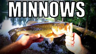 Live MINNOWS For POND FISHING Bait (Big Fish)