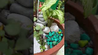 #independence day#garden #indoorplants #indoorplanttour #india #harghartiranga2024