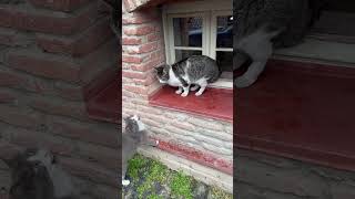 Meowing #cat #meow #meowing #catshorts #catvideos