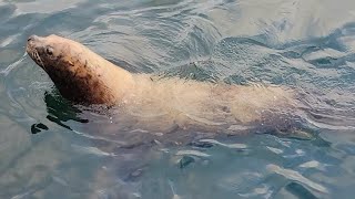 Alaska'n Sea Lion(part.1)