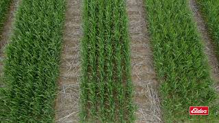 Brockelsby Trial Site Three: - strategies to enhance nitrogen use efficiency in wheat.