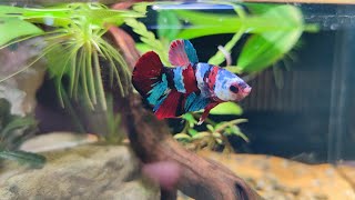 Bettas, Plantas y novedades Neo