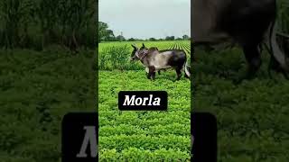 વઢીયારા કાંકરેજ બળદ ||bull||short video ||son_of_farmers_07