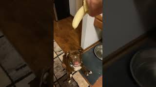 Dog eats banana 3: revenge of the Sith