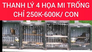 353. THANH LÝ 4 HỌA MI TRỐNG CHỈ 250K - 600K / CON... #lyhaichim