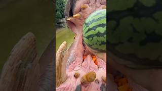 Hippopotamus🦛eating watermelon🍉#wildlife #viralvideo