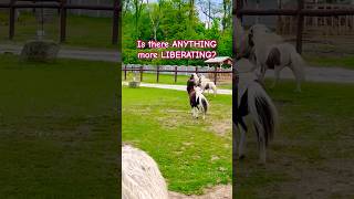 Soulful Saturday: Horses Run Free on the Farm 🐎 farmlife #shortsfeed #cuteanimals