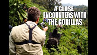 TIPS FOR MOUNTAIN GORILLA TREKKING SAFARI IN VOLCANOES NATIONAL PARK RWANDA- cost, PCR test, rules.