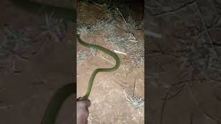 green keelback snake  #yearofyou #shortsvideo #koraput #viral #snakerescue #snakerescue