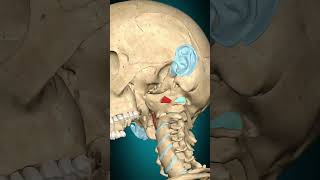 Rectus capitis anterior muscle action Atlantooccipital joint: Flexion #muscle #anatomy