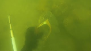 Murkiness, Misses, and Mystery Fish! Spearfishing Florida