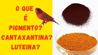 VOCÊS SABEM O QUE SÃO PIGMENTOS PARA CANÁRIOS? CANTAXANTINA? LUTEINA? PARA QUE SERVEM? 🤔 (PARTE1).