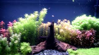 Acvariul meu plantat (my planted aquarium)